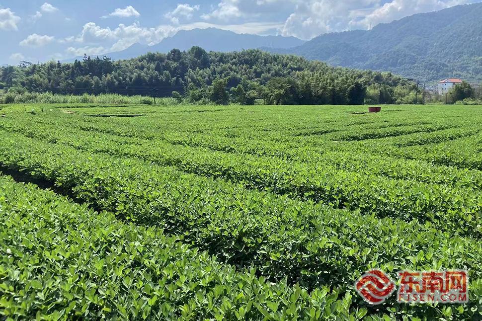 插上“科技的翅膀” 龙岩大池花生产业升级全新启航(图3)